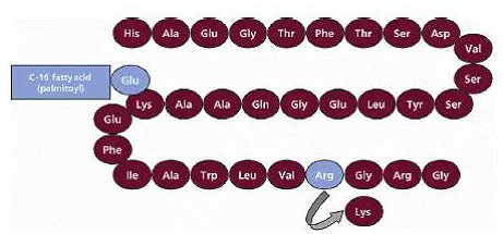 利拉魯肽的示意圖 利拉魯肽的示意圖